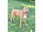Adopt PIGLET a Labrador Retriever, Mixed Breed
