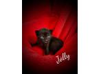 Adopt JOLLY a Domestic Short Hair
