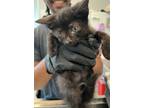 Adopt OLIVE a Domestic Short Hair