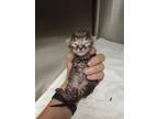Adopt OLLIE a Domestic Short Hair