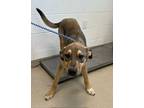 Adopt LOGAN a German Shepherd Dog, Mixed Breed