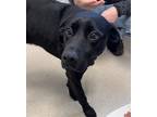 Adopt LEVI a Labrador Retriever, Mixed Breed