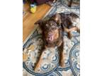 Adopt BRADY a Border Collie, Mixed Breed