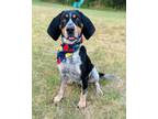 Adopt BLUE a Bluetick Coonhound