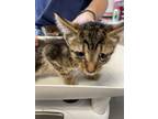 Adopt A164210 a Domestic Short Hair