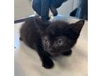 Adopt PEPPER a Domestic Short Hair