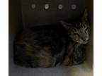 Adopt REX a Domestic Short Hair