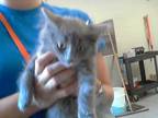 Adopt A410085 a Domestic Short Hair