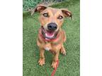 Adopt SPARKY a Labrador Retriever, Mixed Breed