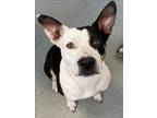 Adopt ROSCOE a Pit Bull Terrier, Mixed Breed