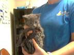 Adopt A410697 a Siamese
