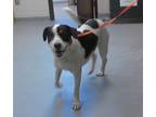 Adopt A411937 a Treeing Walker Coonhound, Mixed Breed