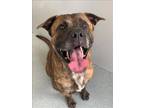 Adopt CHOP a Plott Hound, Mixed Breed