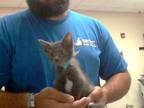 Adopt STEED a Domestic Short Hair