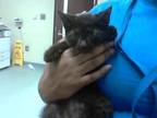 Adopt FALCON a Domestic Short Hair