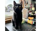 Adopt Merle--In Foster a Domestic Short Hair