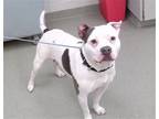 Adopt GUCCI B a Pit Bull Terrier, Mixed Breed