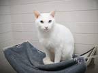 Adopt MANNY a Domestic Short Hair