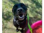 Adopt COSMO a Labrador Retriever, Mixed Breed