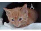 Adopt SUNGLASSES TAN LINE a Domestic Short Hair