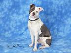 Adopt GIZMO a Boxer, Mixed Breed