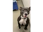 Adopt FRANKLIN a Boxer, Mixed Breed