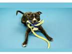 Adopt BULLET a Boxer, Mixed Breed