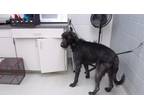 Adopt MILO a Doberman Pinscher, Poodle