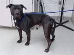 Adopt PROTON a Boxer, Mixed Breed