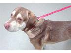 Adopt SIMBA a Labrador Retriever, Mixed Breed