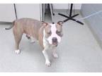Adopt SIMON a Pit Bull Terrier, Mixed Breed
