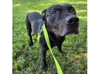 Adopt CHARLESTON a Boxer, Mixed Breed