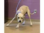 Adopt SPROUT a Labrador Retriever, Mixed Breed