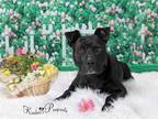 Adopt NACHO a Boxer, Mixed Breed