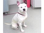 Adopt FREDRICK a Labrador Retriever, Mixed Breed