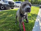 Adopt ALFIE a Boxer, Mixed Breed