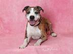Adopt KASH a Boxer, Mixed Breed