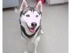 Adopt LOKI a Husky, Mixed Breed