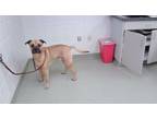 Adopt AVATAR a Bullmastiff, Mixed Breed