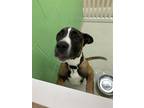 Adopt FIGUEROA a Great Dane, Mixed Breed