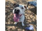 Adopt Kyle a Mixed Breed