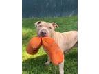 Adopt Chop a Mixed Breed