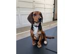 Adopt Woodbury a Beagle