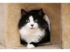 Adopt Ring Ding a Maine Coon, Domestic Long Hair