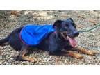 Adopt Clark #268 a Doberman Pinscher