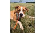 Adopt Jasper a Boxer