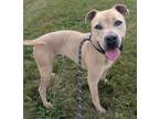 Adopt Tyson a Pit Bull Terrier