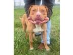 Adopt Diablo a Staffordshire Bull Terrier