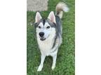 Adopt Luca a Husky