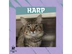 Adopt Harp a Domestic Short Hair